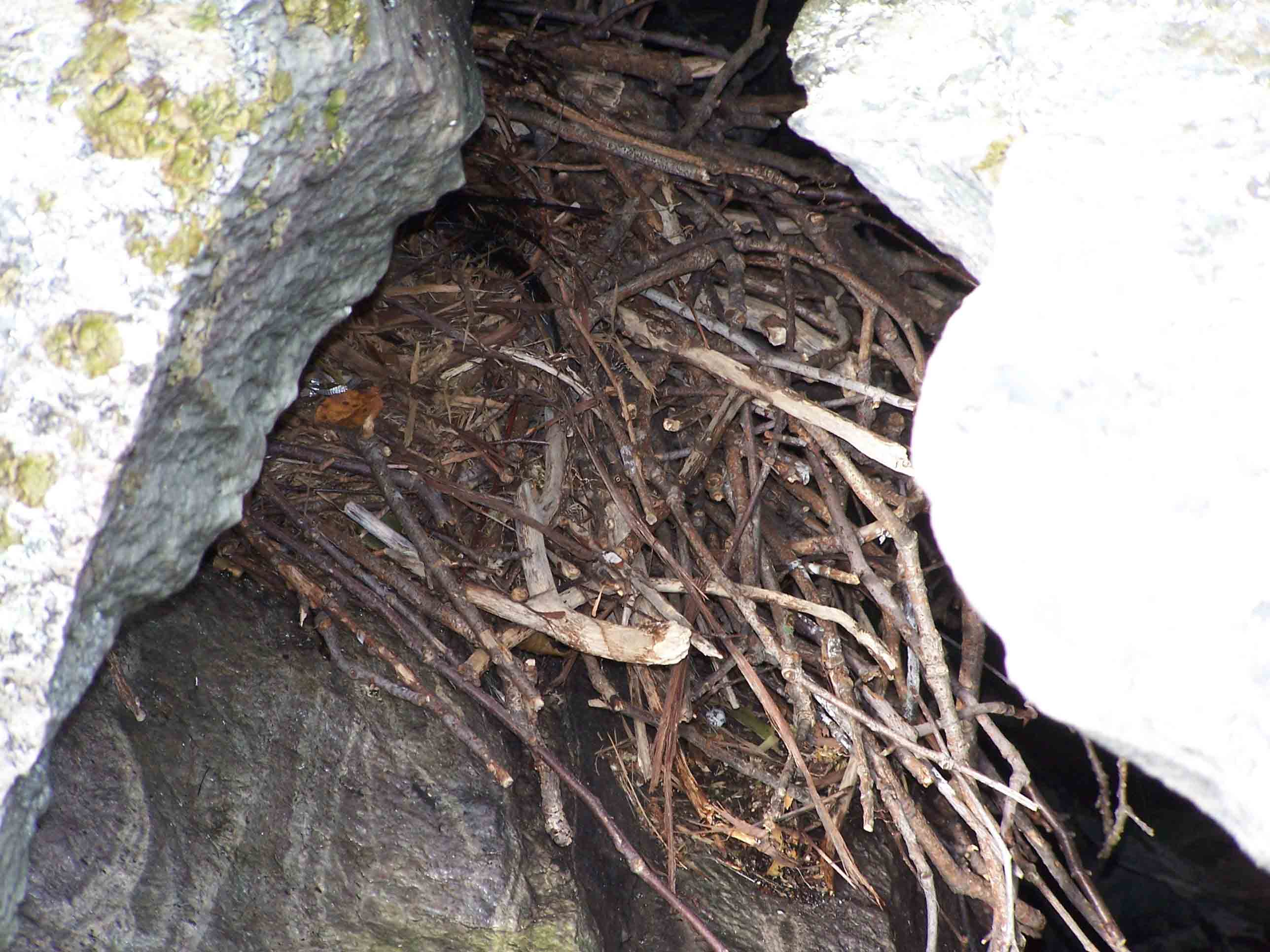 Nest in Chimney Rocks. Courtesy at@rohland.org